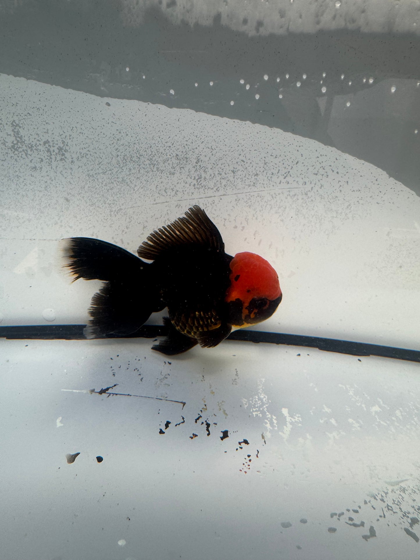 Redhead Black Oranda. WVF904