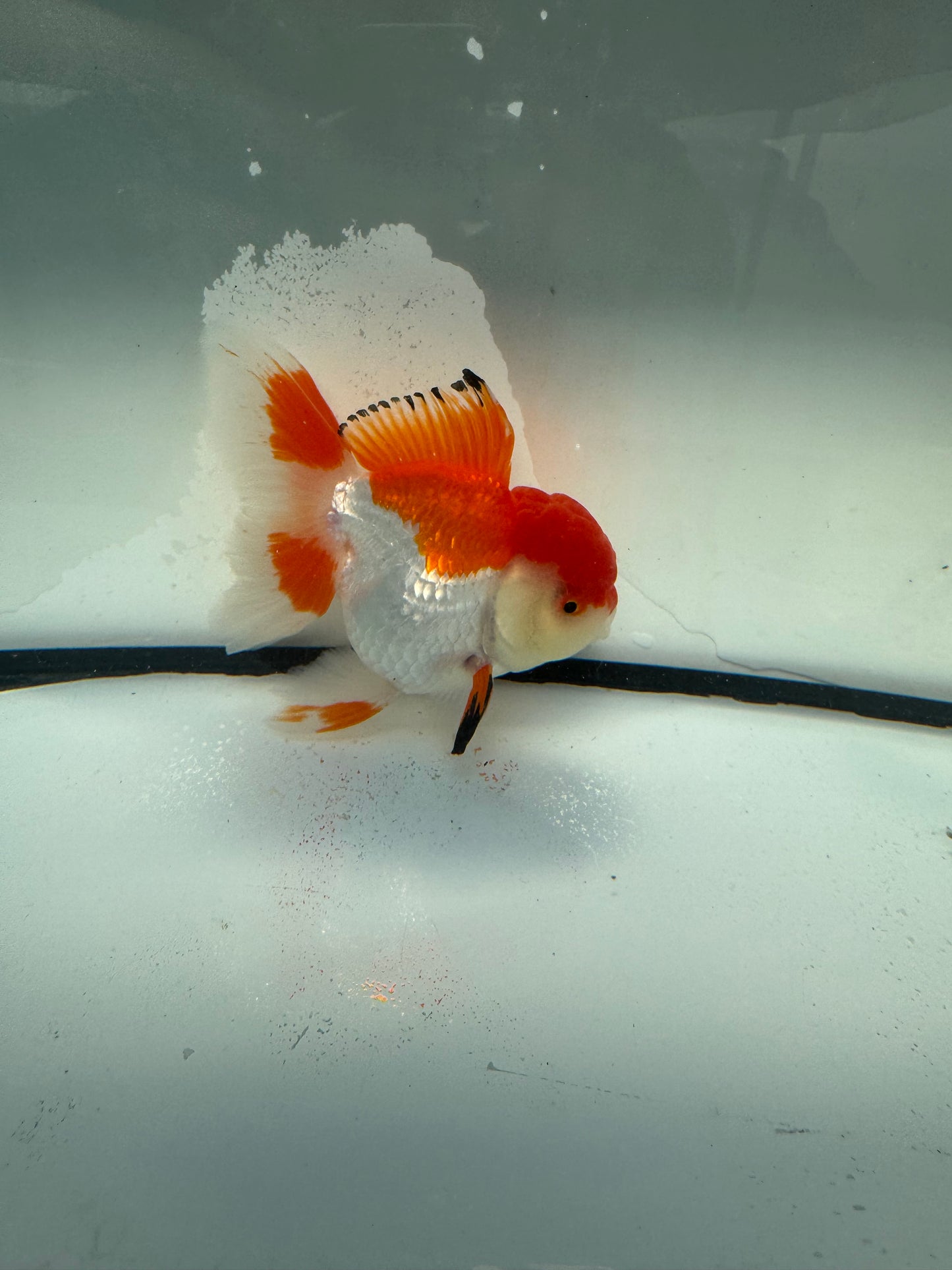 Red&white Oranda. WVF1068