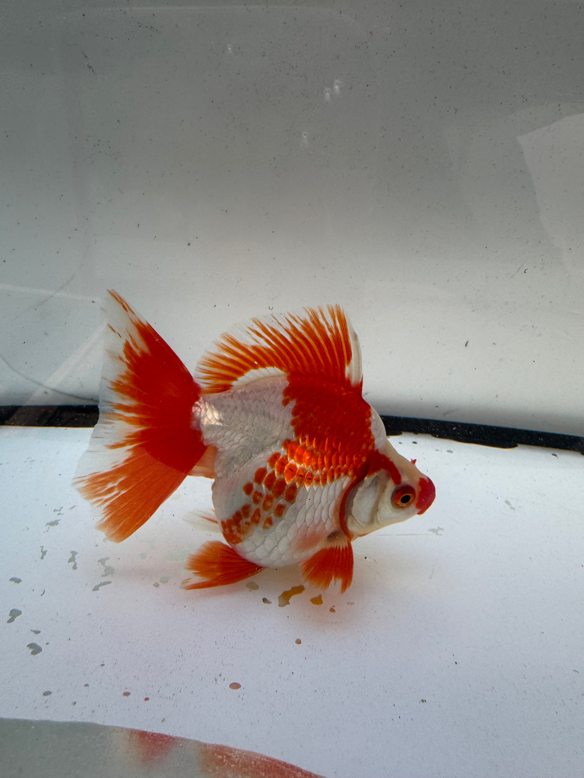 Red&white Ryukin. WVF1203