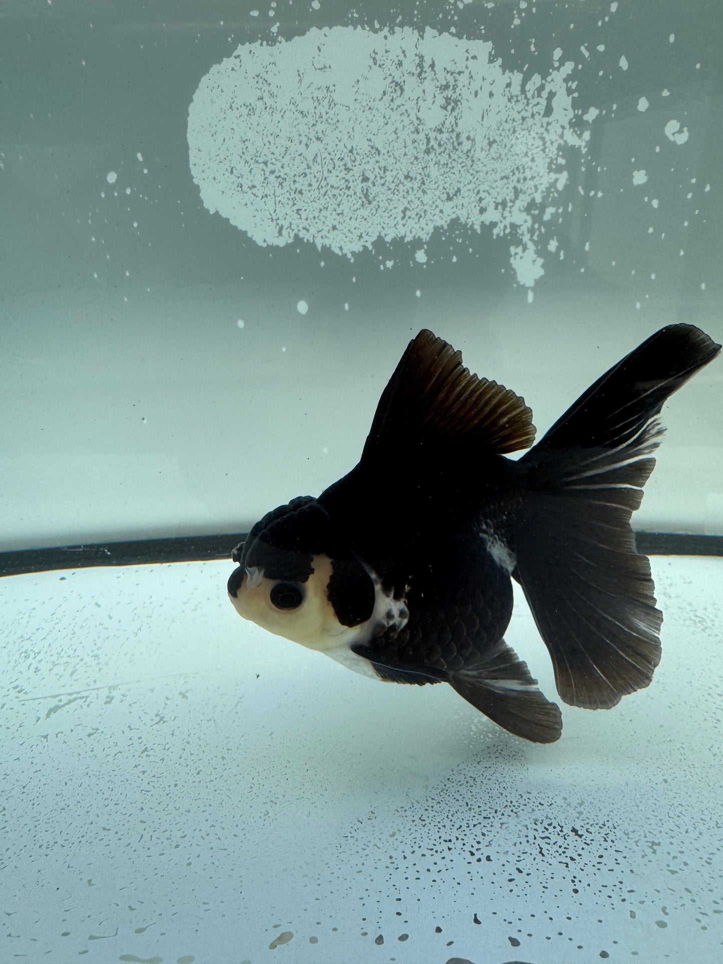 Panda Oranda. WVF1138