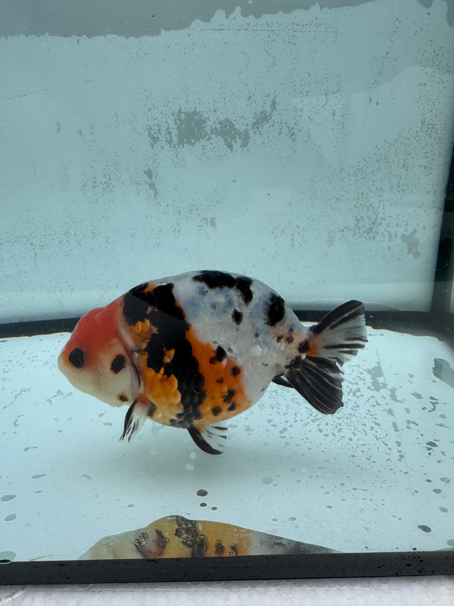 Calico Ranchu WVF436