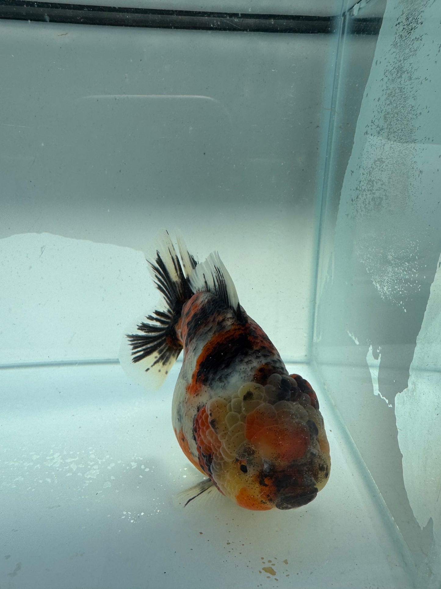 Calico Oranda direct from Meng Lee. WVF213