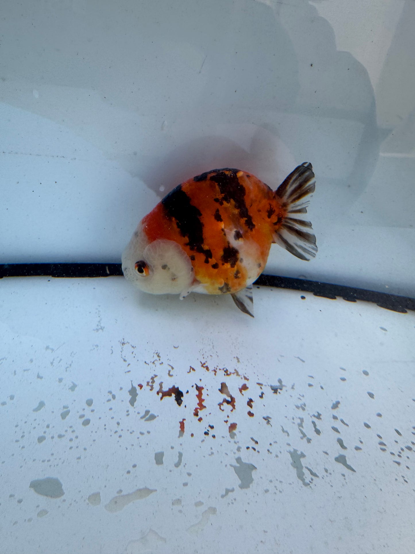 Calico Ranchu. WVF610