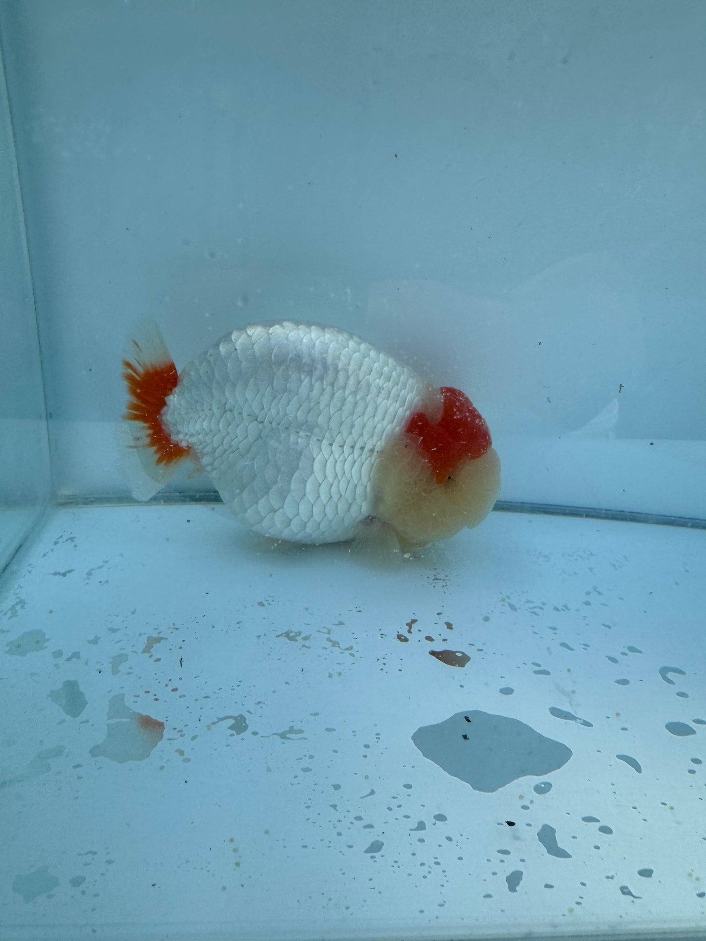 Red&White Ranchu. WVF061