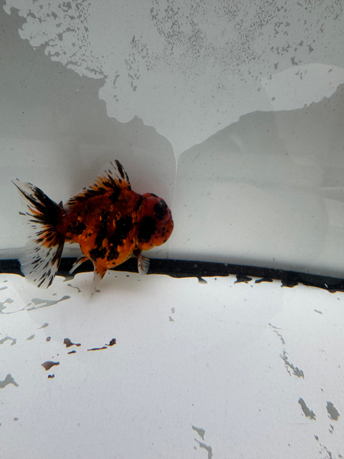 Red tiger Oranda.  WVF1198