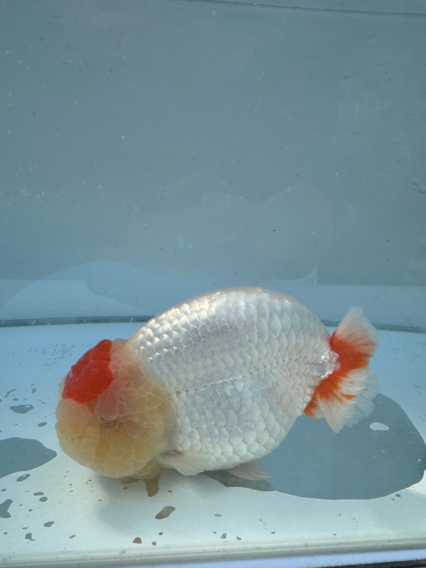 Red&White Ranchu. WVF061