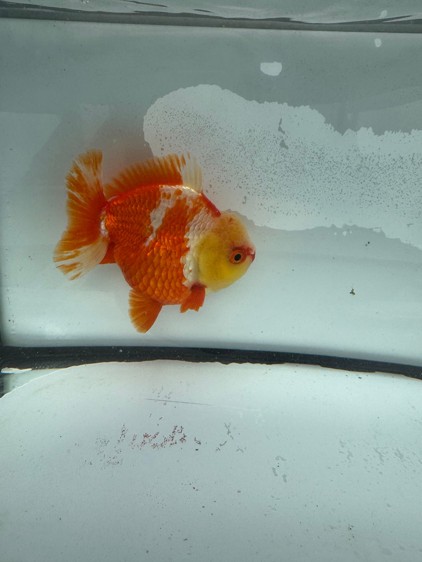 Short tail Oranda. WVF931