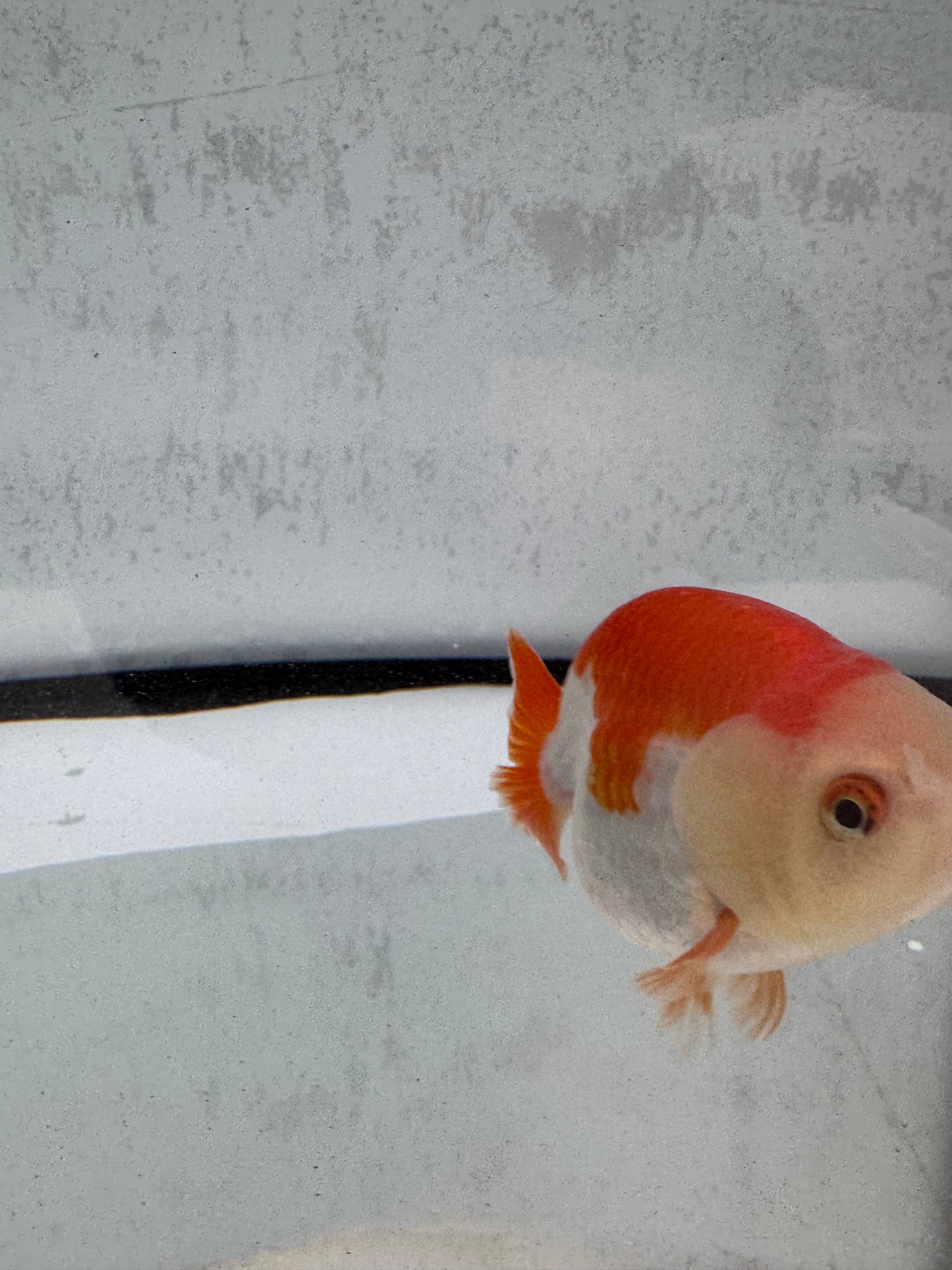 Red&white Ranchu WVF501