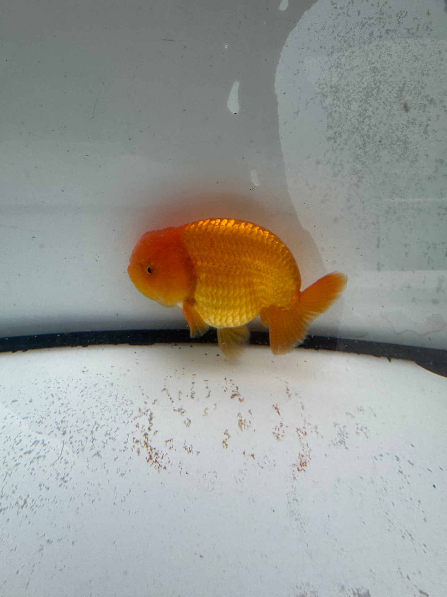 Red Ranchu. WVF994