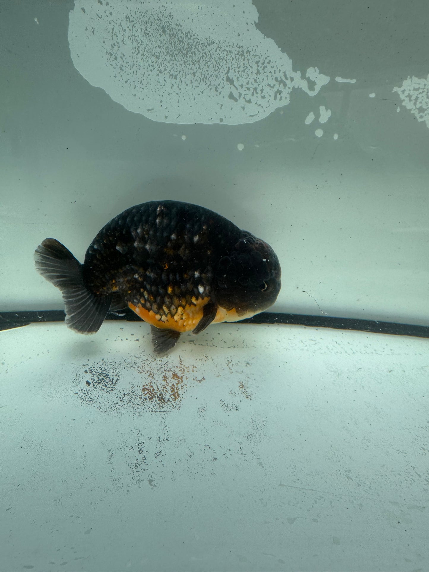Kirin Ranchu. WVF948