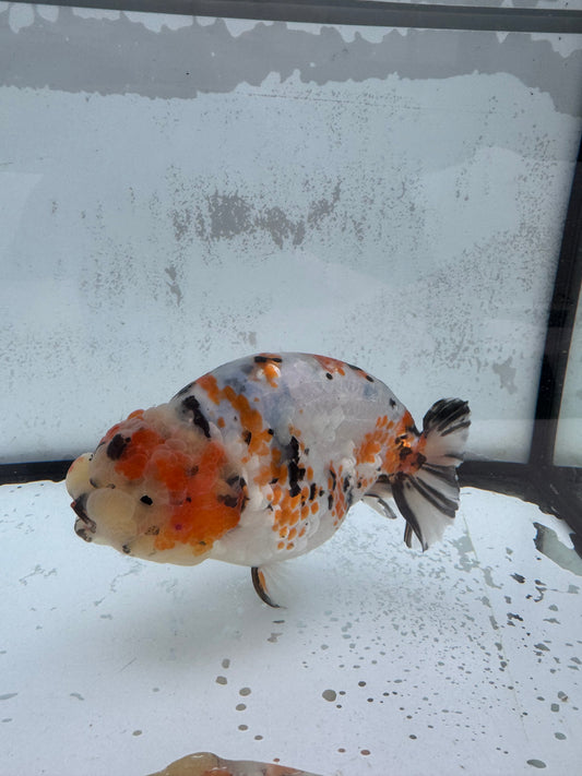 Calico Ranchu. WVF434