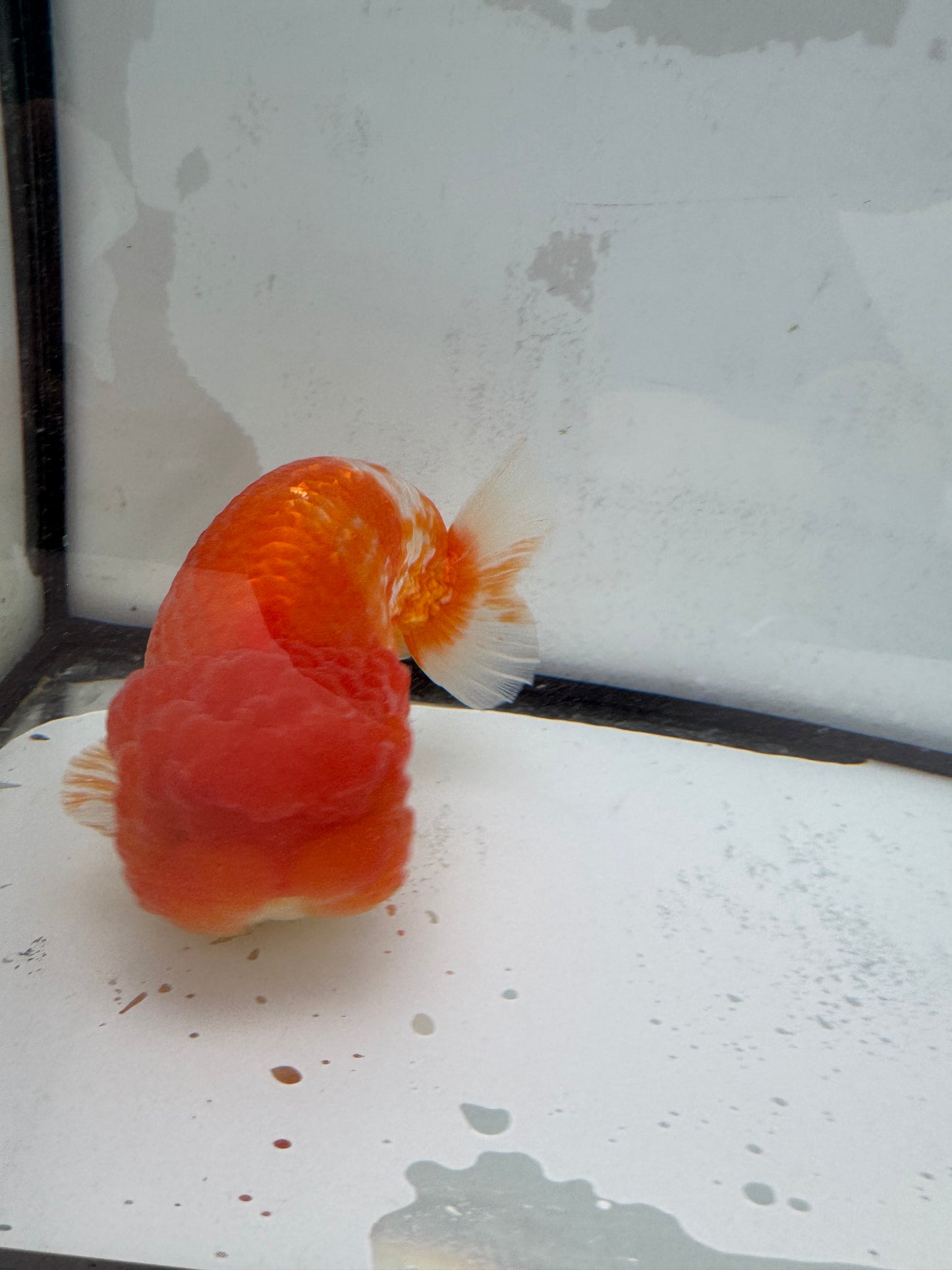 Red&white Ranchu. WVF459