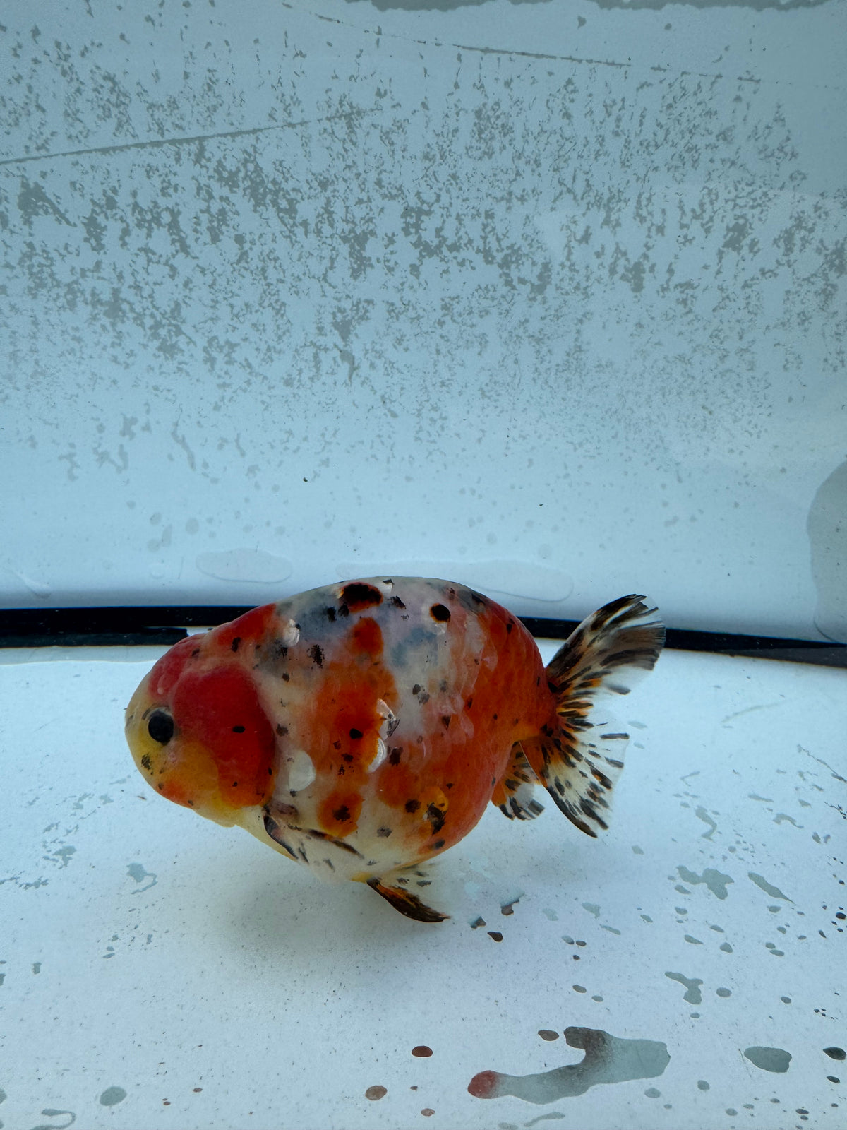 Calico Ranchu. WVF1257