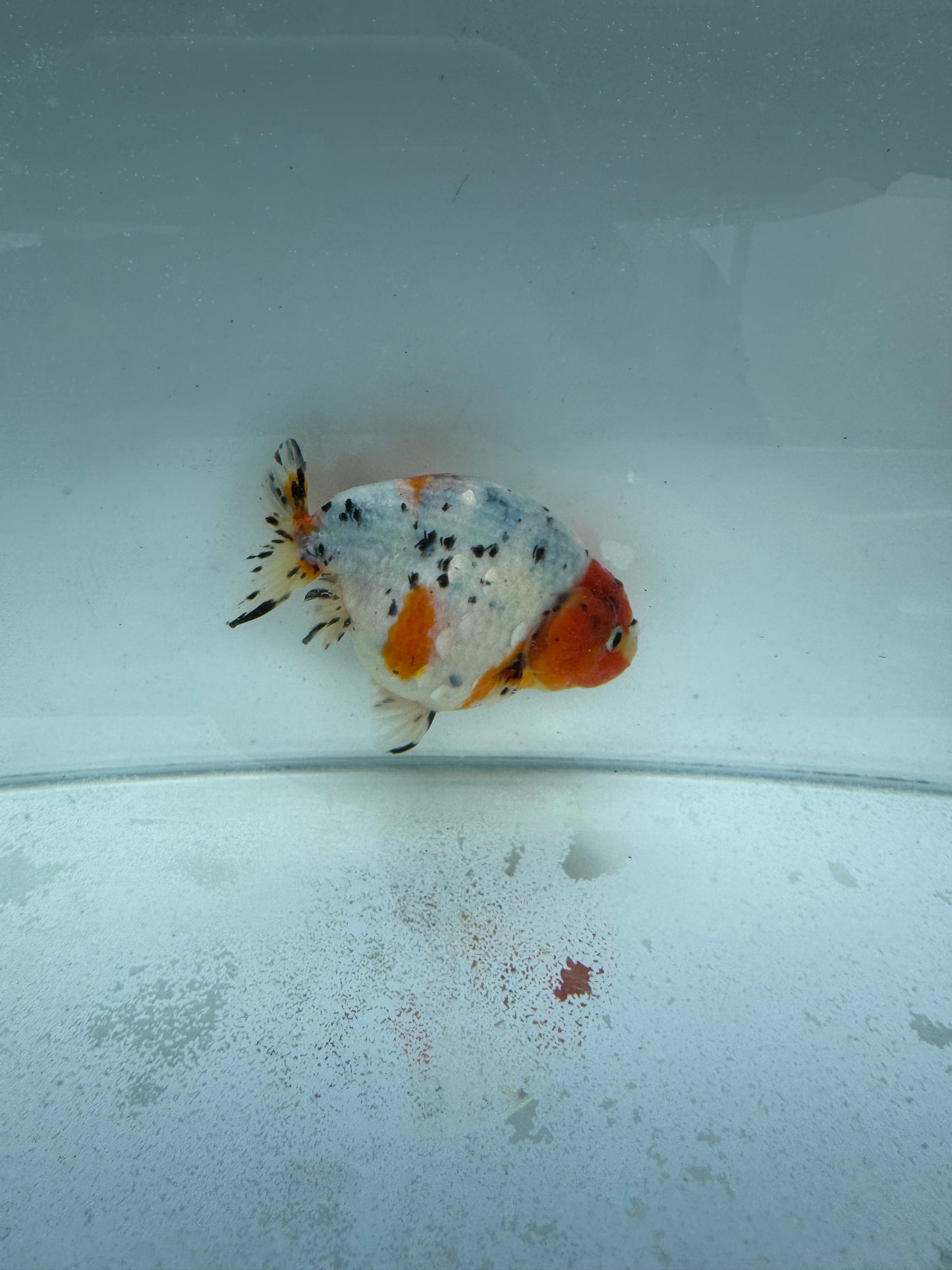 Calico Ranchu.  WVF316