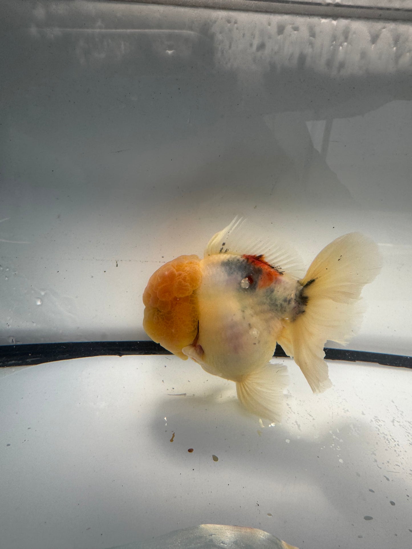 Calico Oranda. WVF912