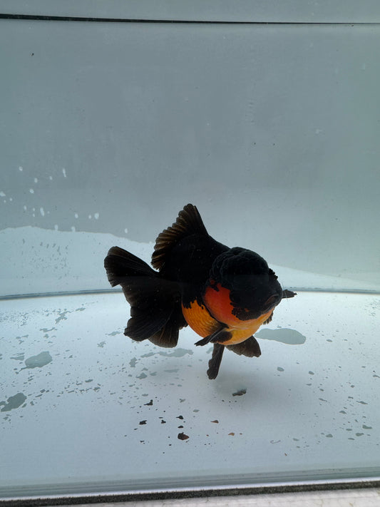 Apache Oranda.  WVF016