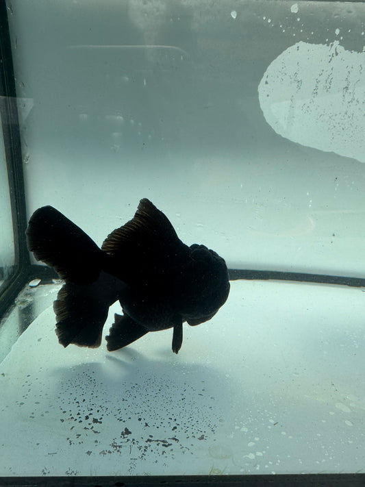 Black Oranda.  WVF933