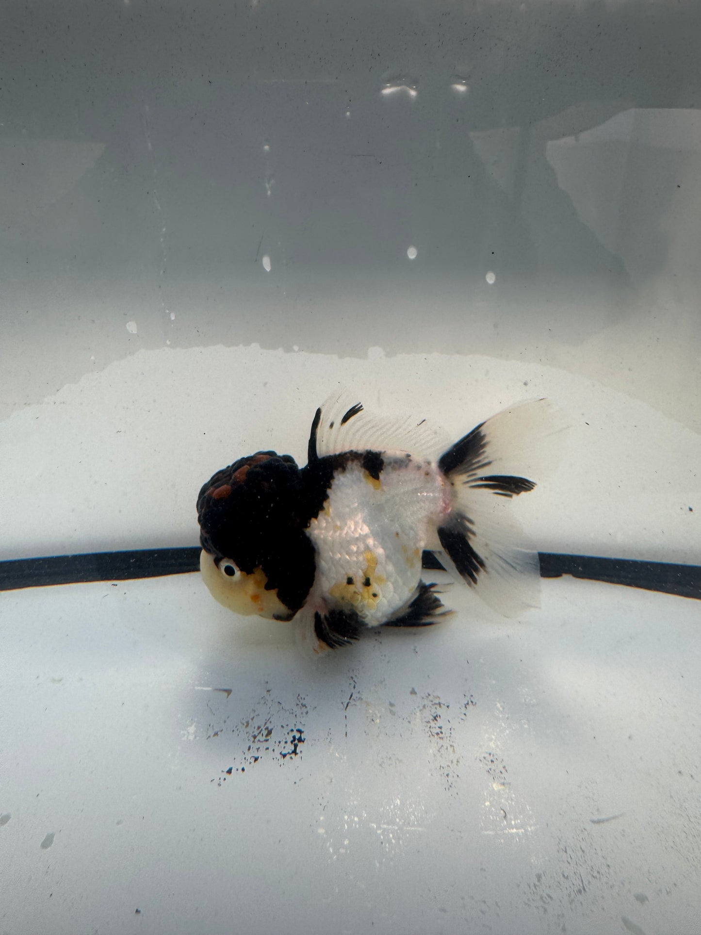 Panda/ tricolour.  WVF919