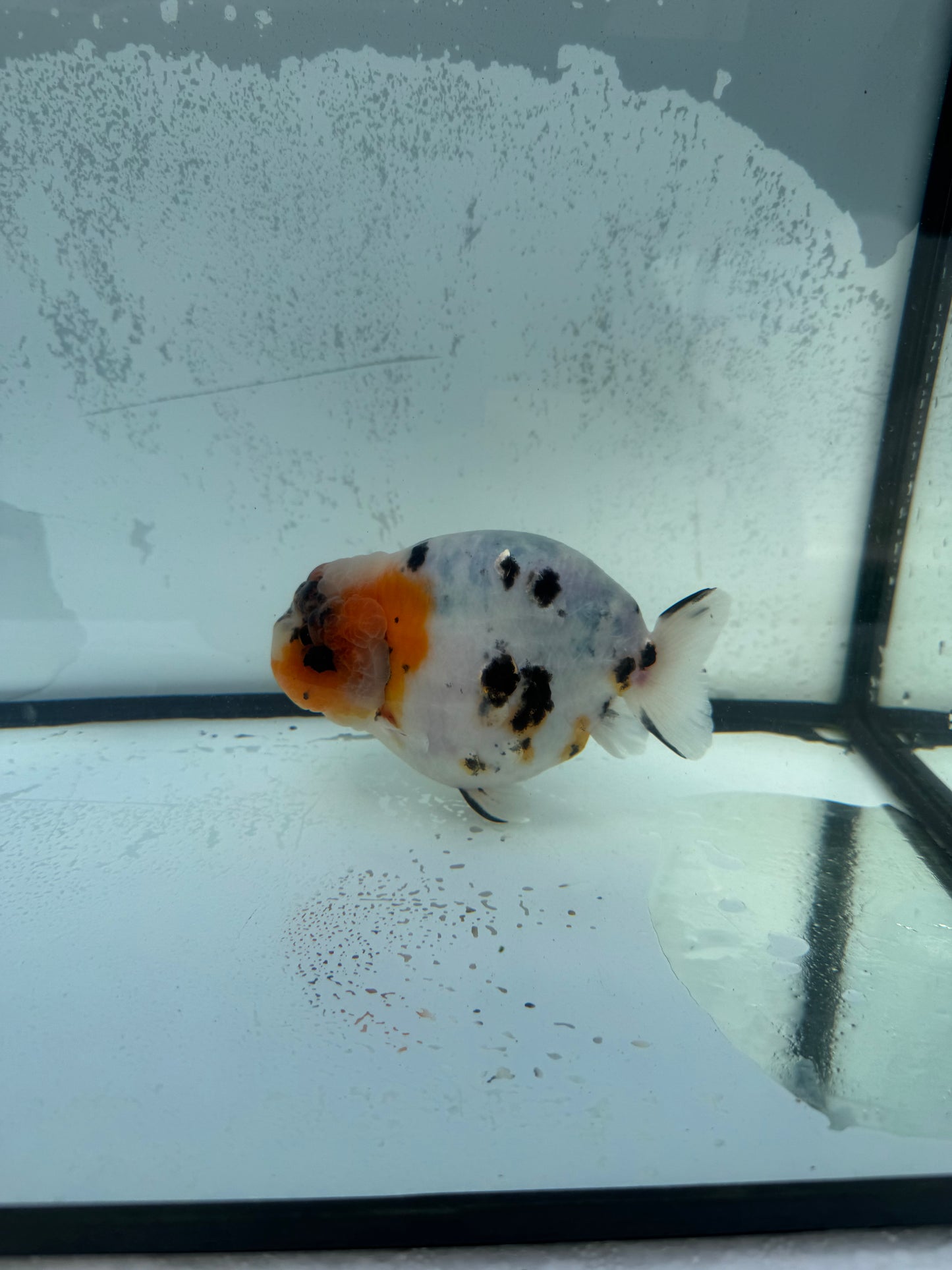Calico Ranchu. WVF745