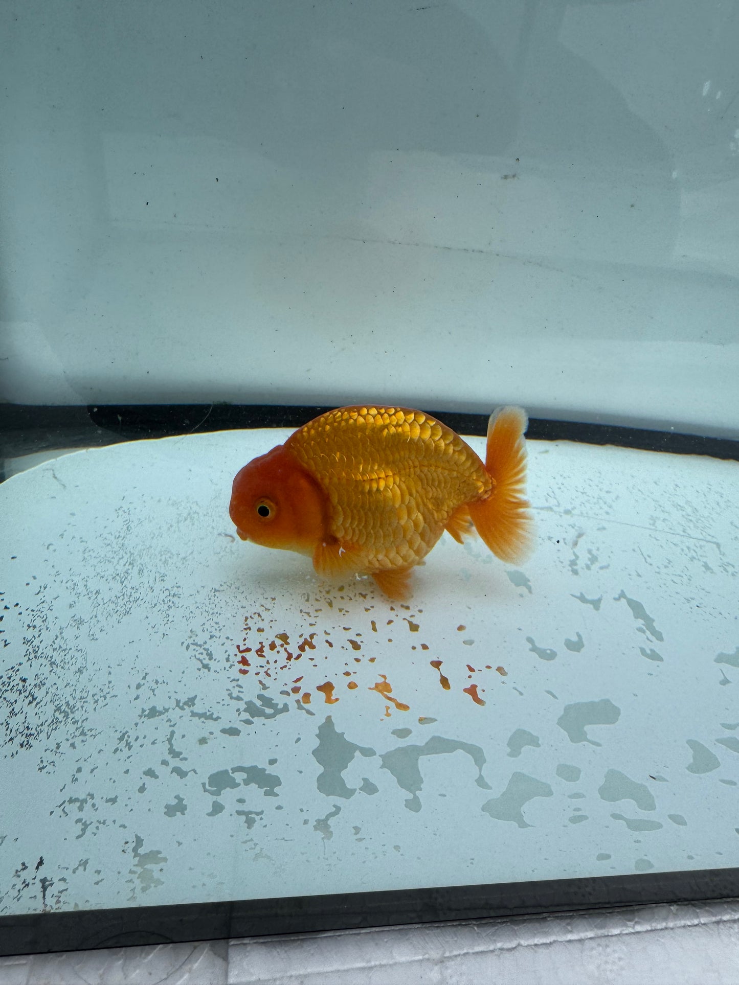 Red Ranchu. WVF740