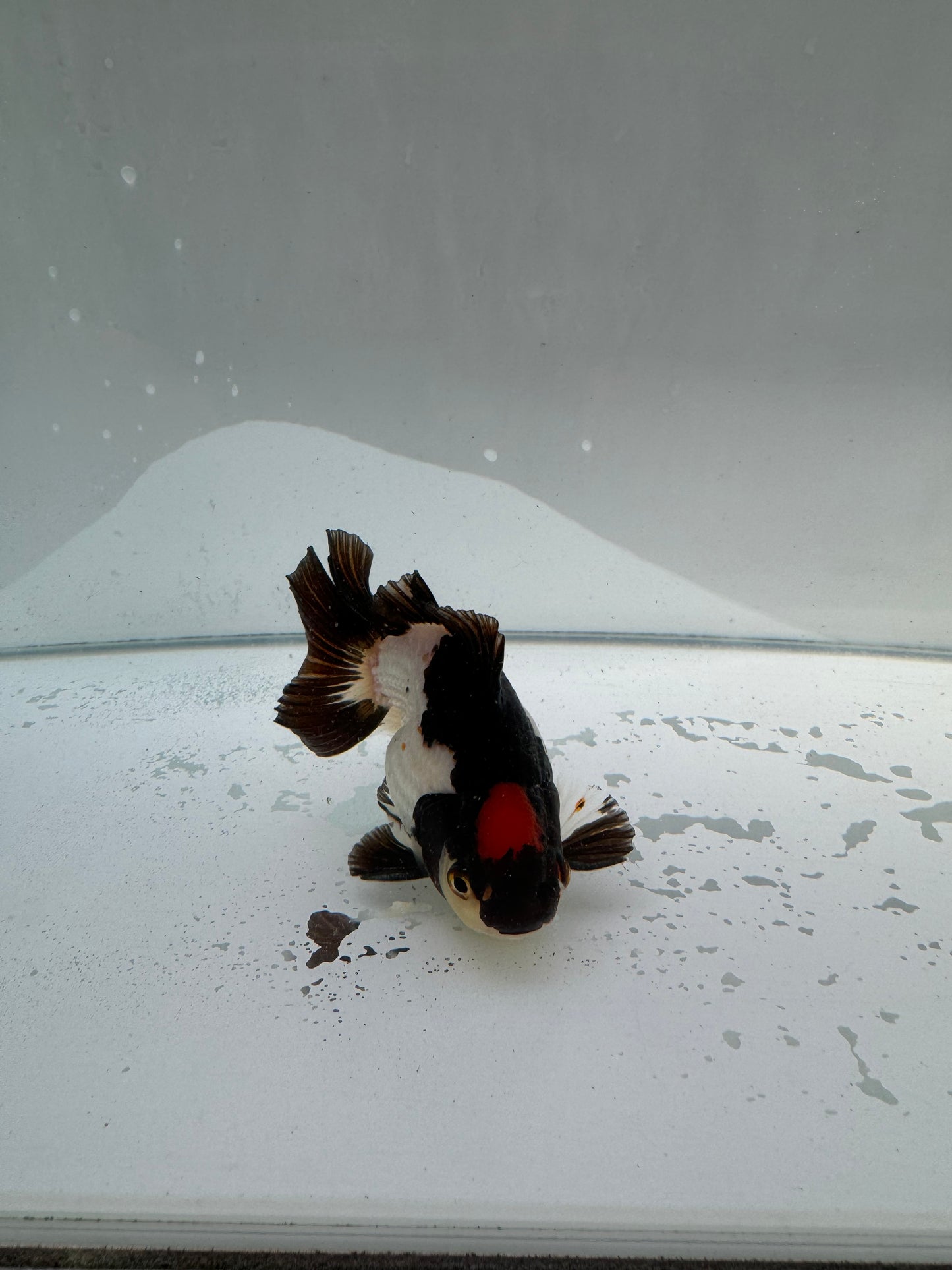 Tricolour Oranda.  WVF011