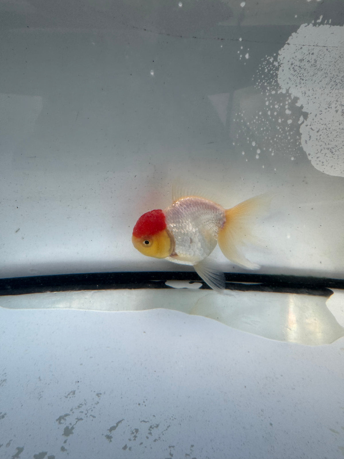 Redcap Oranda. WVF1248