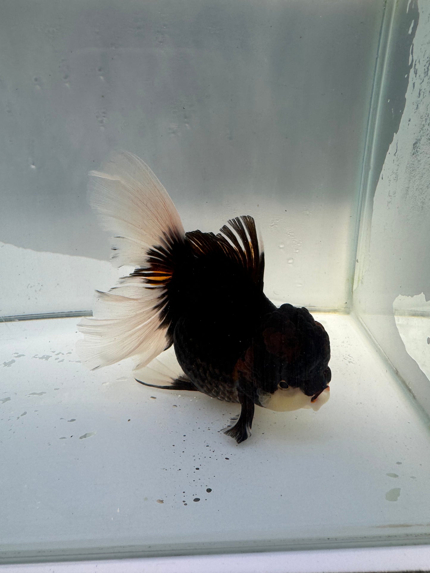 Tricolour Oranda.  WVF030