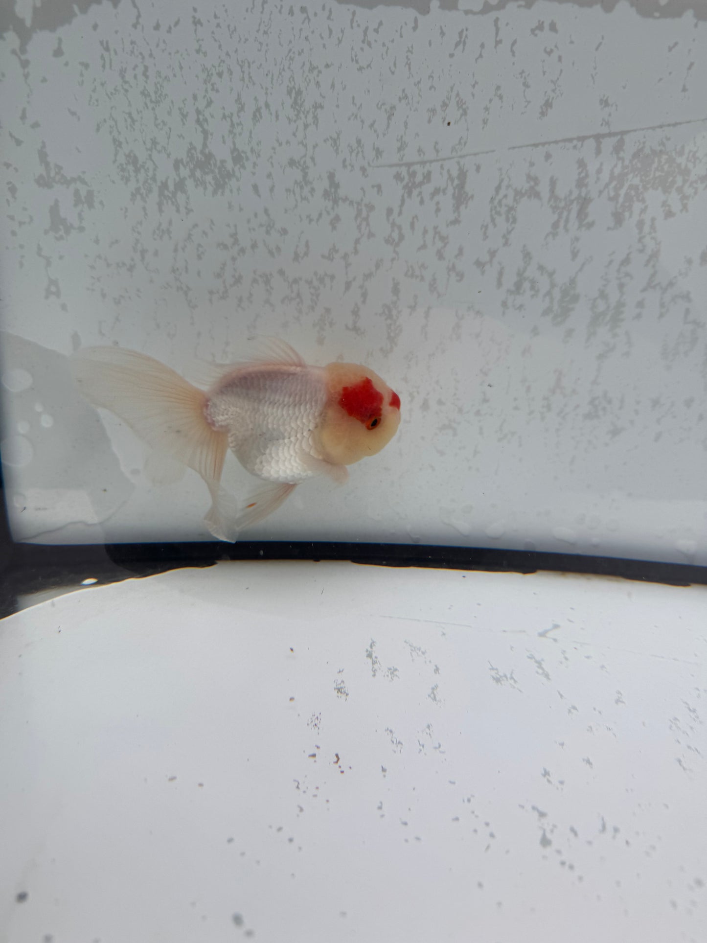 Red&white Oranda. WVF496