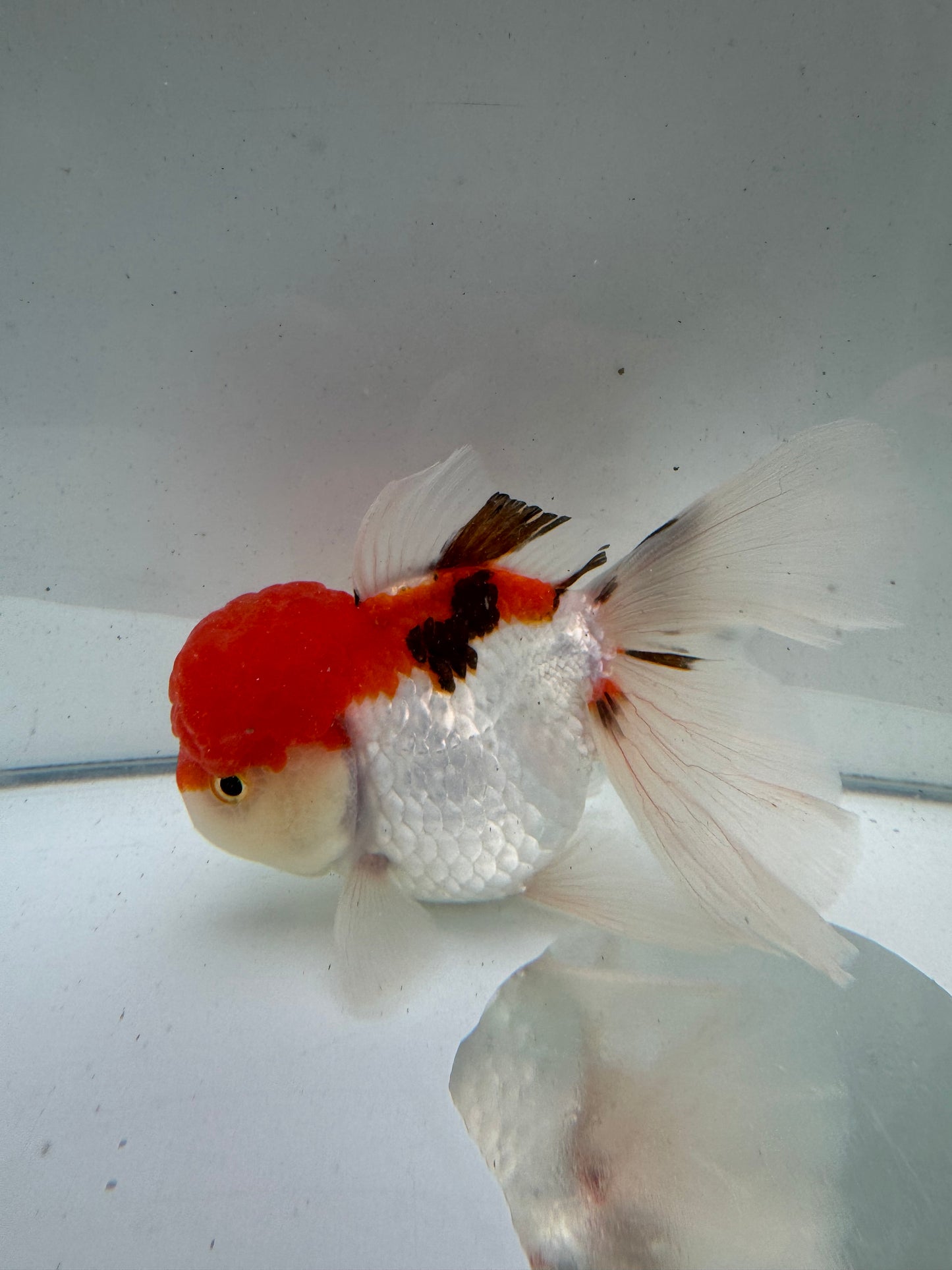 Tricolour Oranda.  WVF104