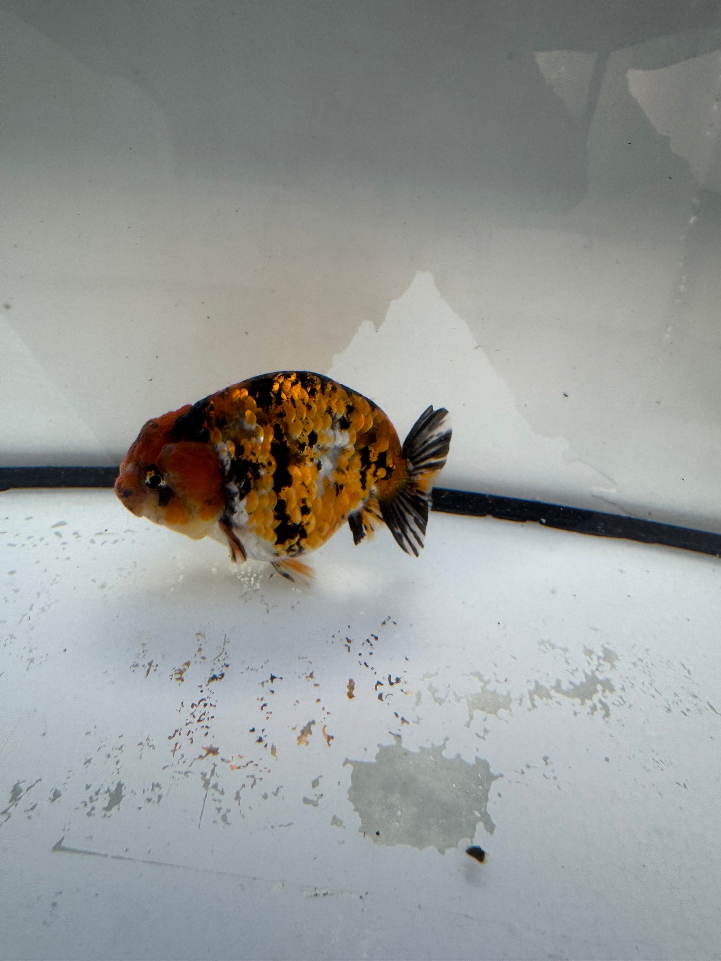 Metalic calico Ranchu. WVF1074