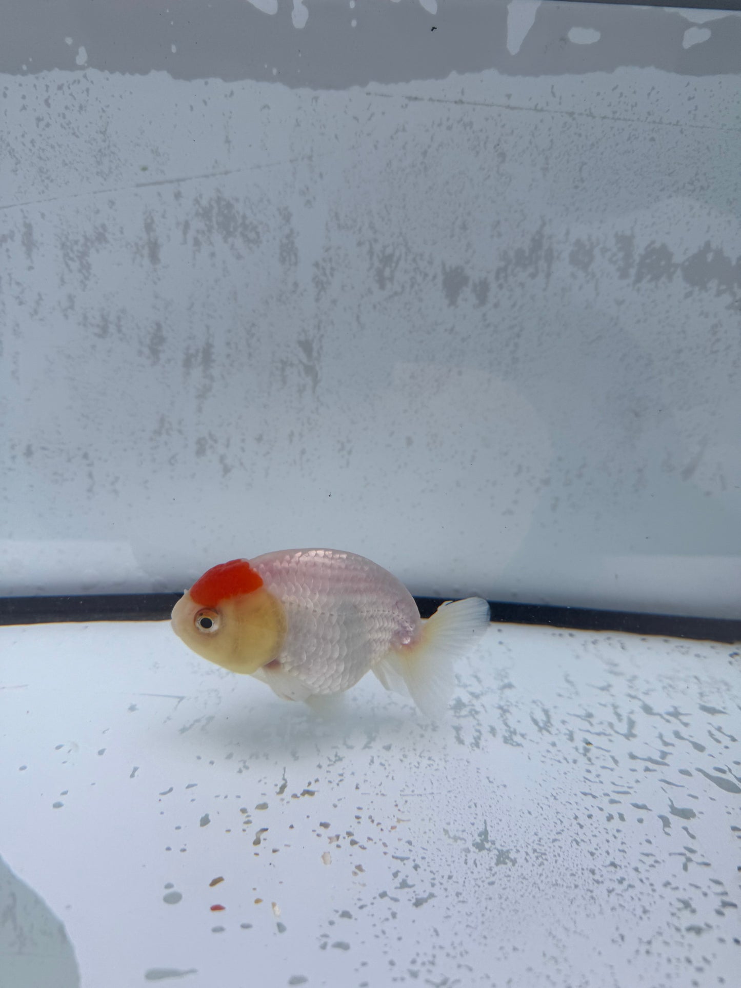 Red&white Ranchu. WVF510