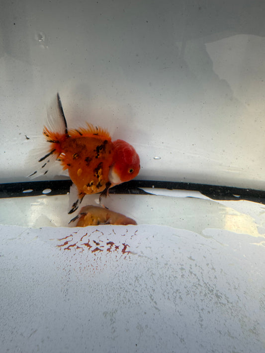 Red tiger Oranda. WVF1222