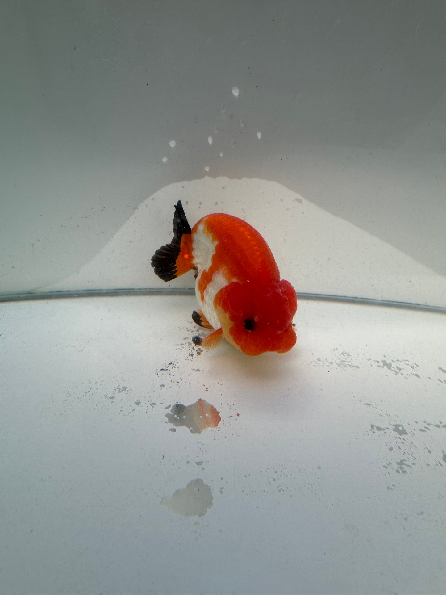 Tricolour Ranchu. WVF036