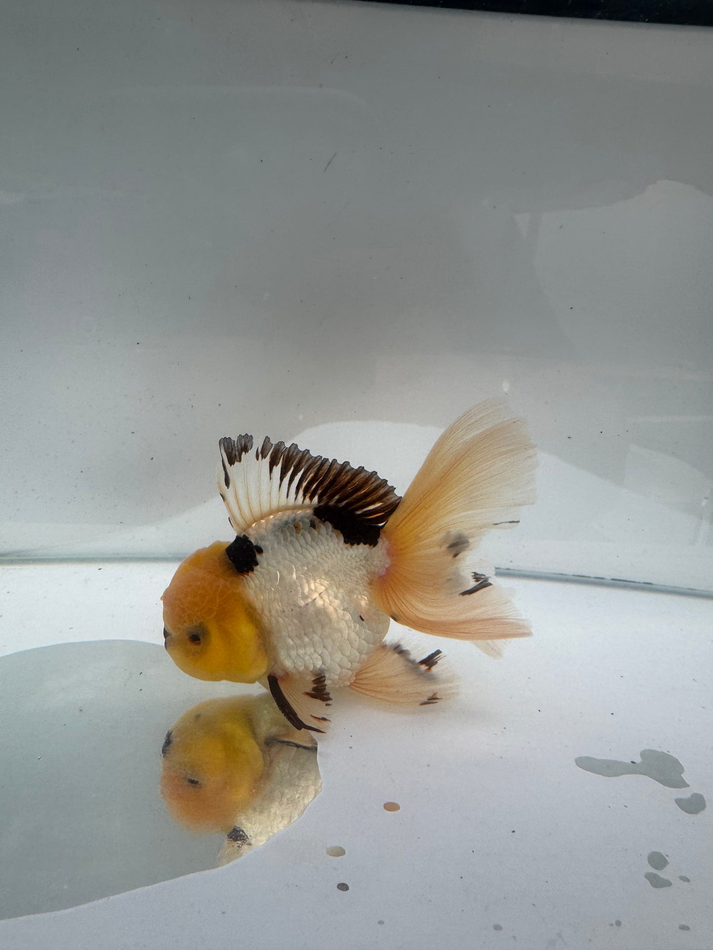 Panda Oranda.  WVF297
