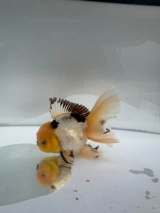 Panda Oranda.  WVF297