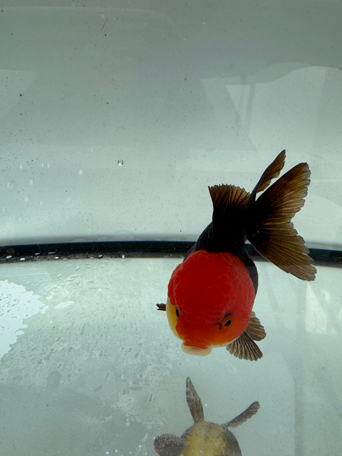 Redhead black Oranda. WVF1162