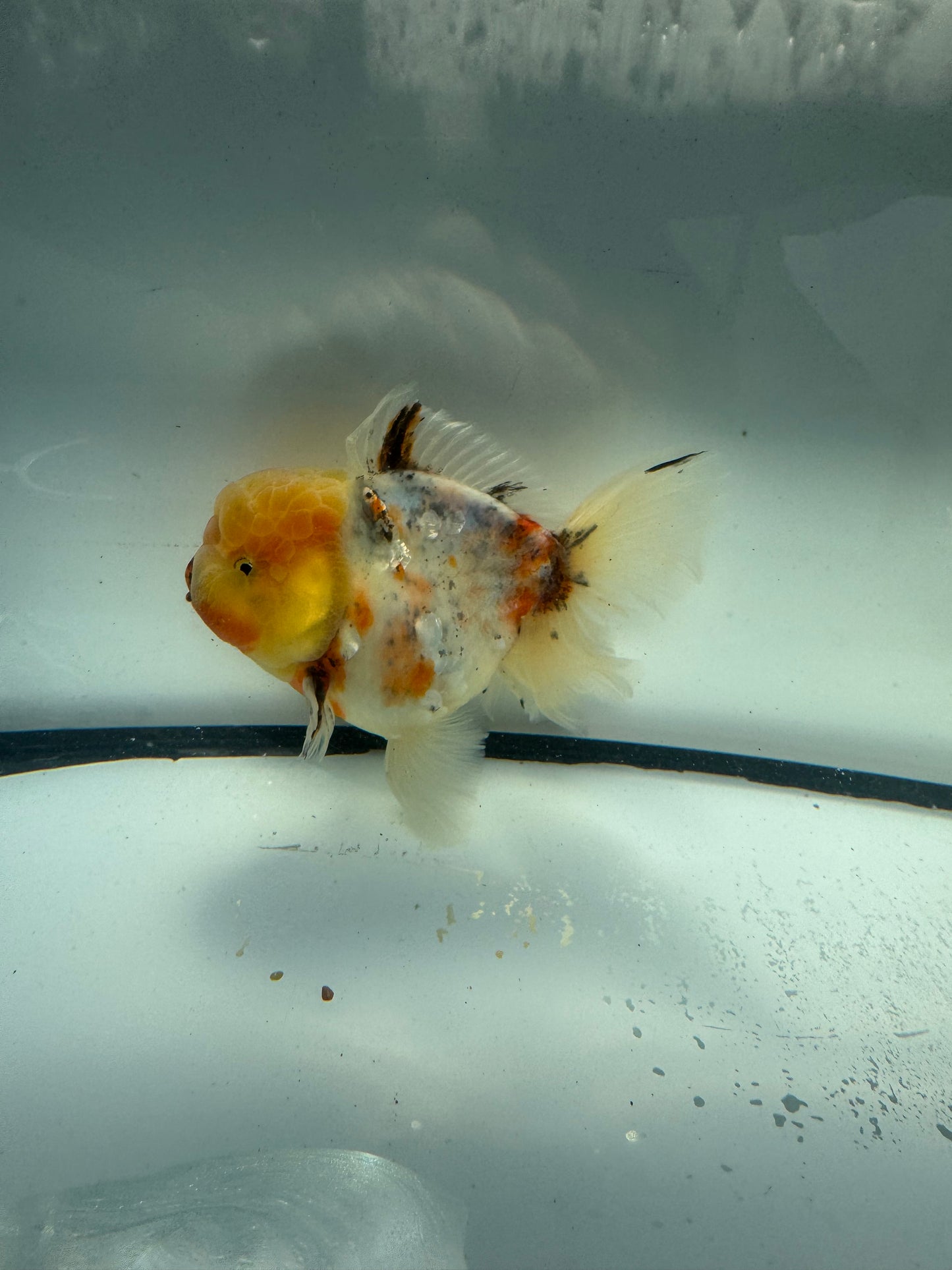 Calico Oranda. WVF913