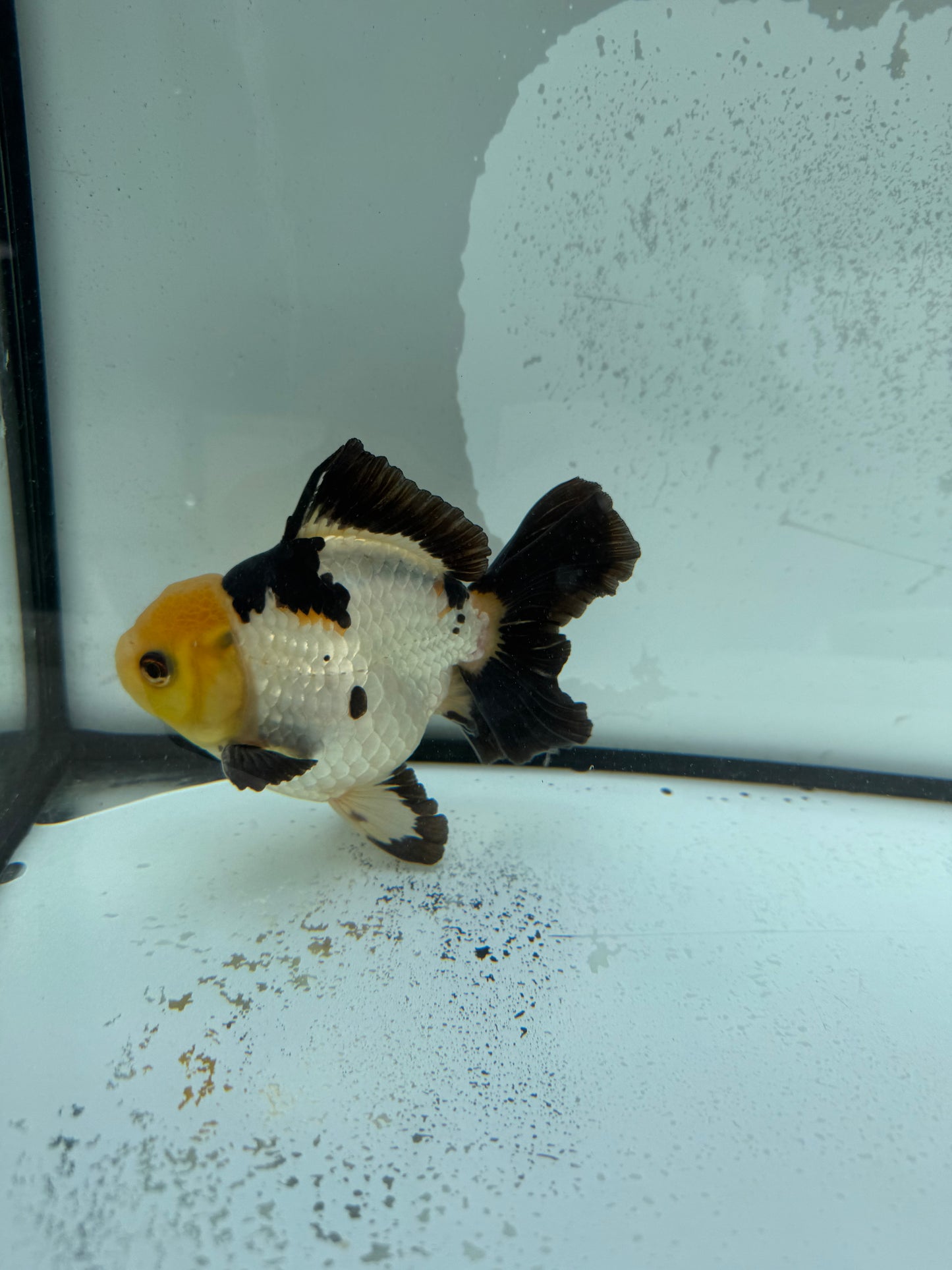 Panda/tricolour.  WVF1143