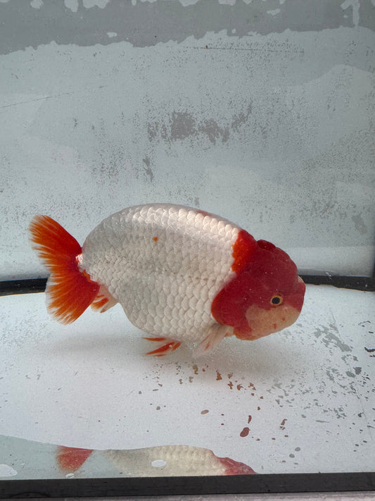 Red&white Ranchu. WVF456