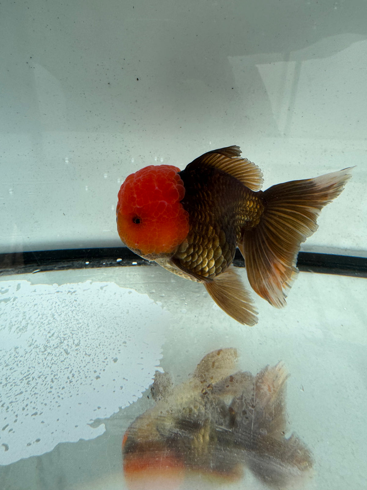Redhead black/bronze Oranda.  WVF1161