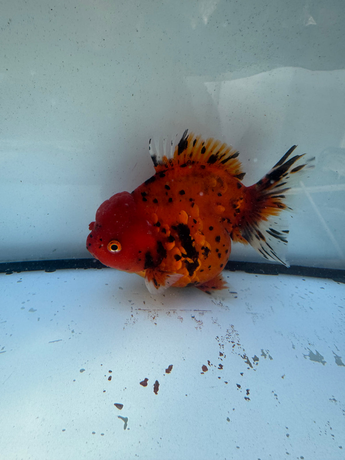 Tiger Oranda. WVF1210