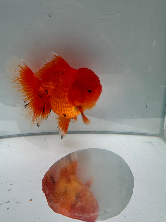 Original Shogun Oranda.  WVF085