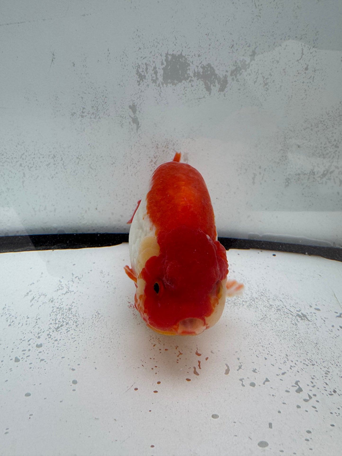 Red&white Ranchu. WVF458