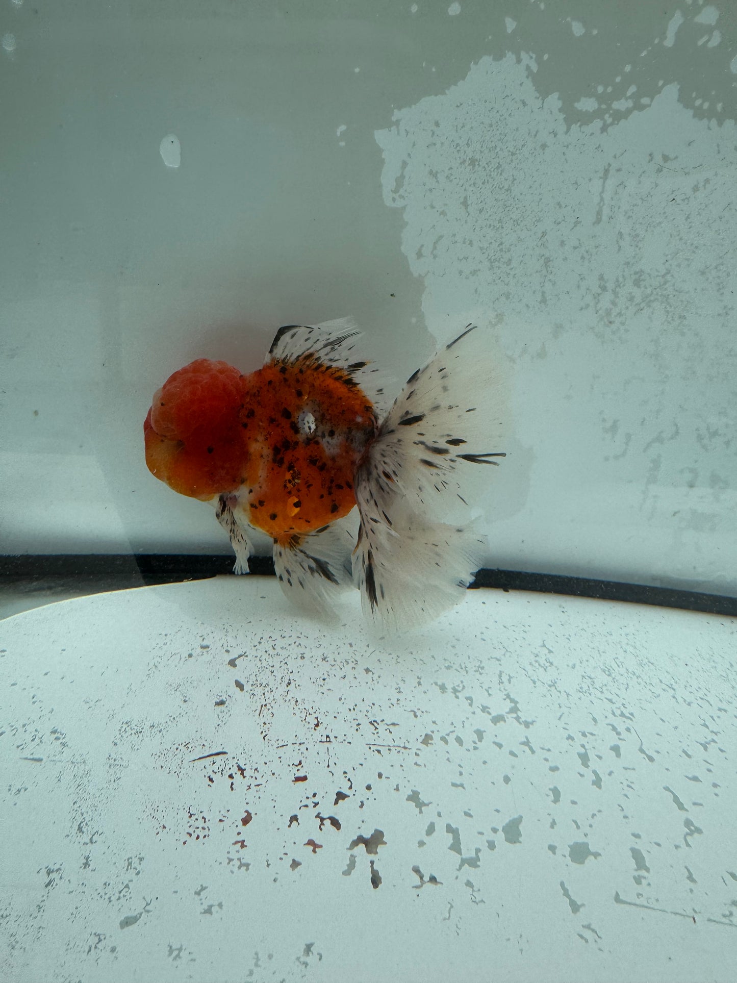 Calico Oranda. WVF1116