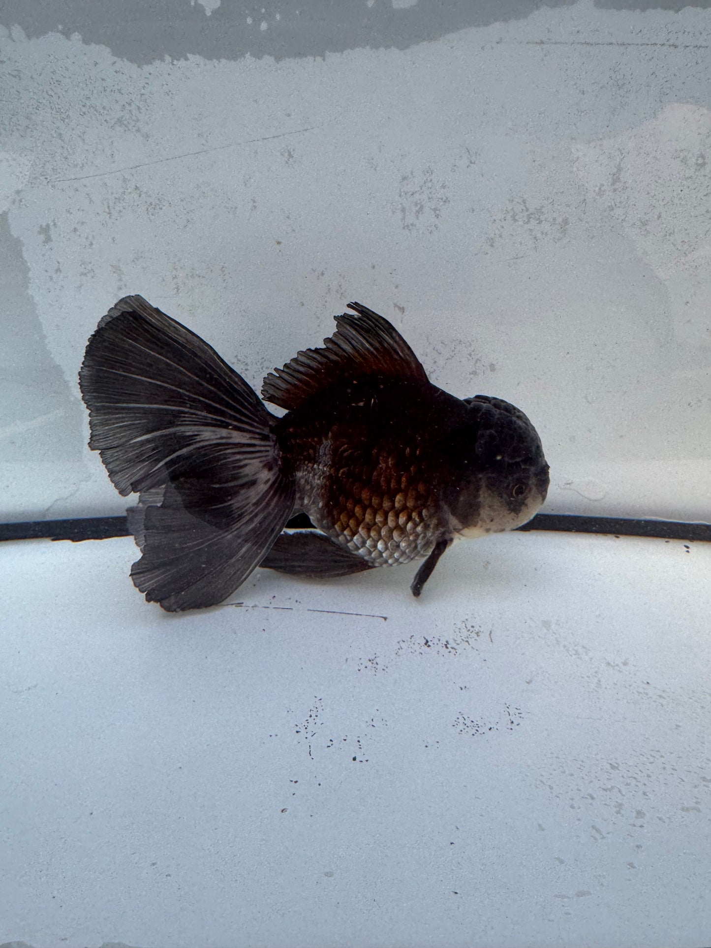 Ochiba Oranda. WVF473