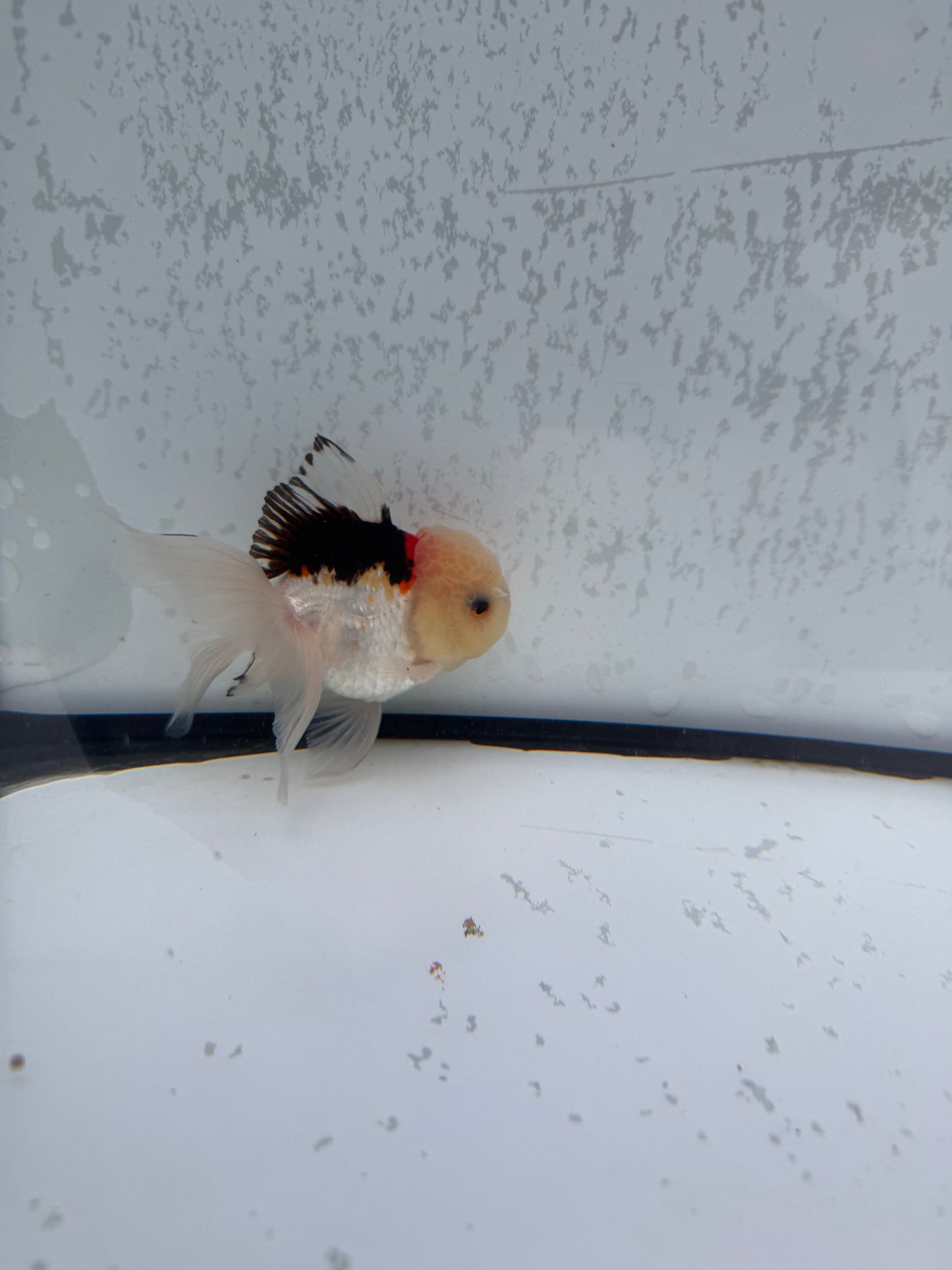 Tricolour Oranda. WVF489