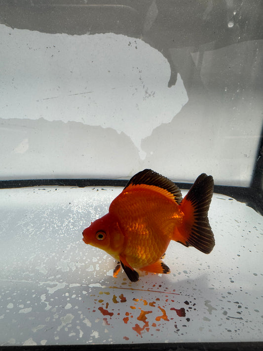 Red Ryukin. WVF1032