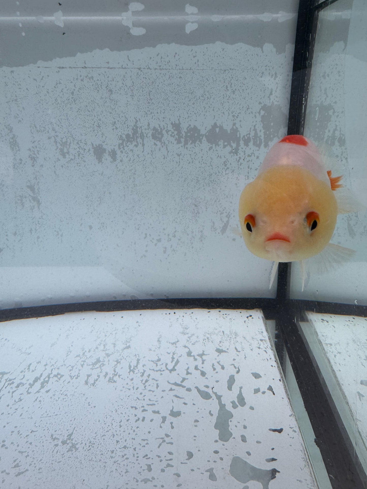 Red&white ranchu.  WVF514