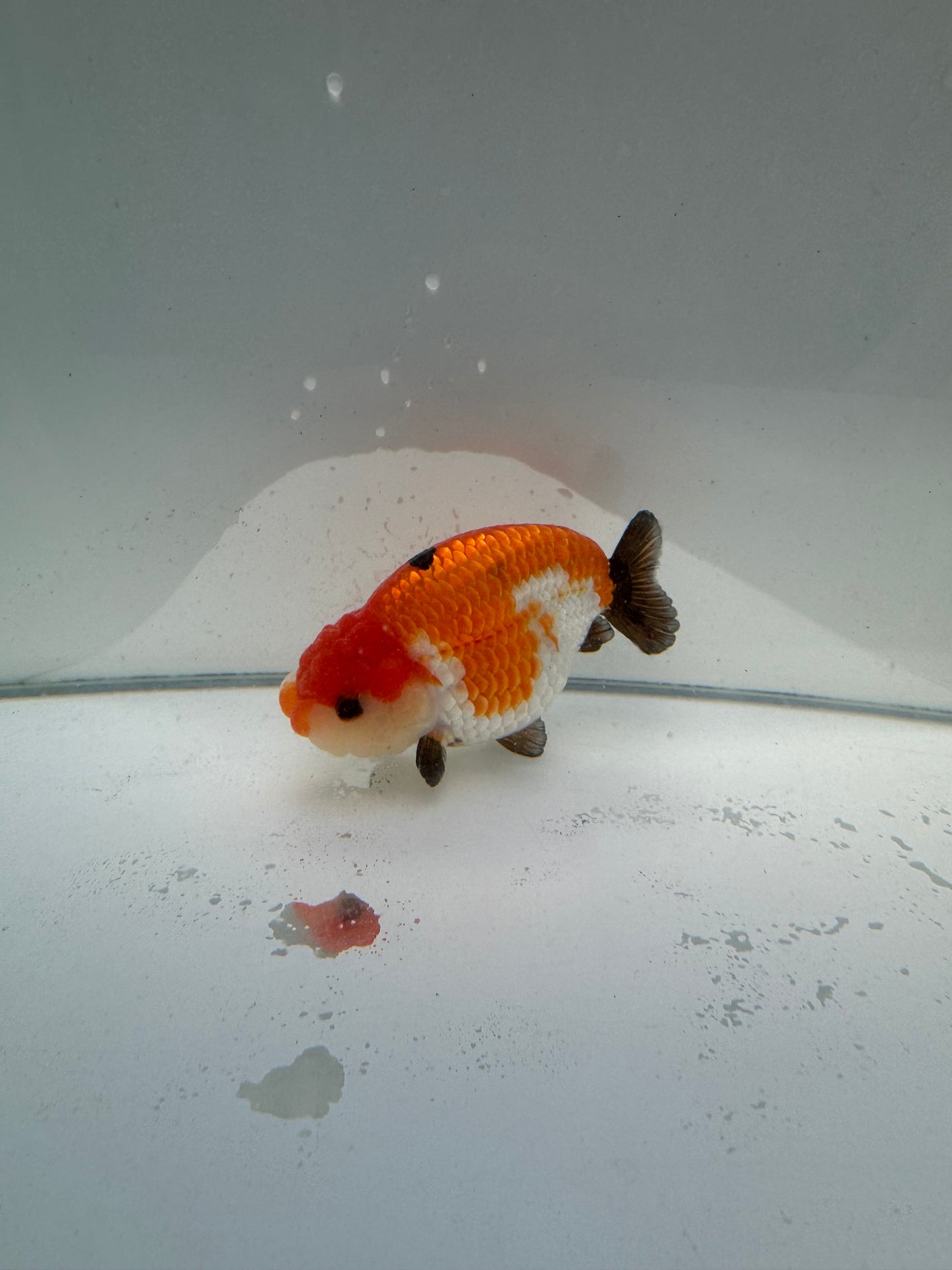 Tricolour Ranchu.  WVF037