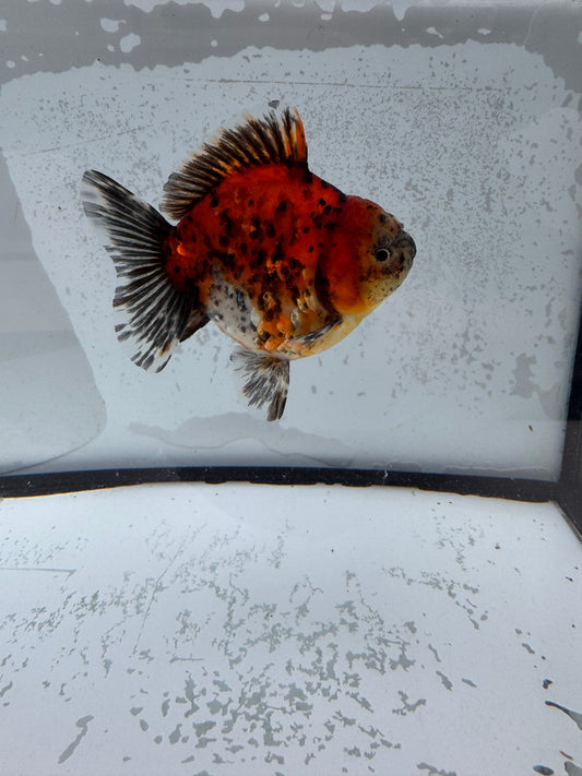 Calico Oranda direct from Jack Shogun WVF467